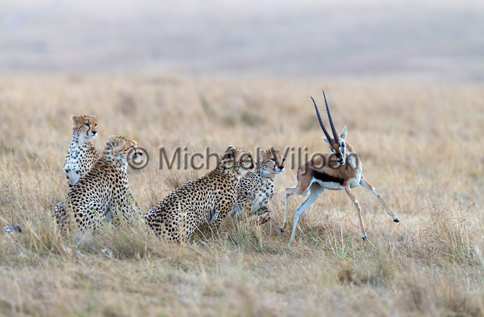Cheetah Photography